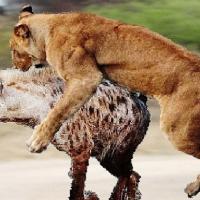 Funny wild animal attacks - TokyVideo