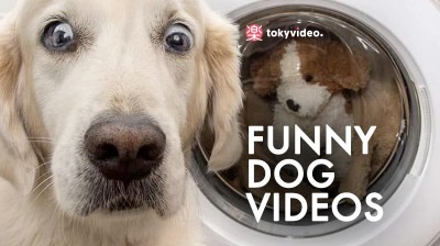 Funny dog videos 