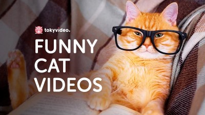 Funny Cat Videos TV