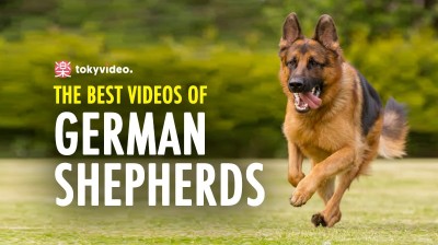 The best videos of German Shepherds