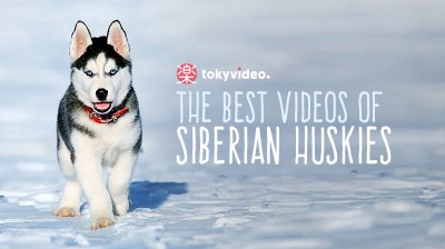 Funniest discount husky videos