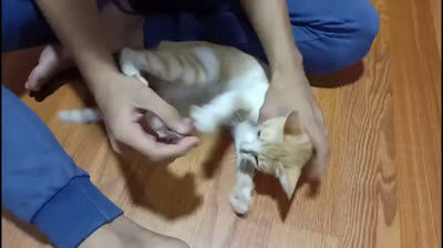 The best way for your cat to behave itself