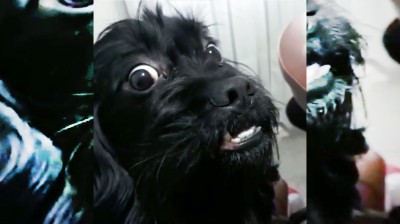 Lustiger Hund flippt aus!