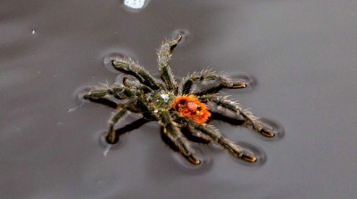 Las tarántulas de Texas también nadan