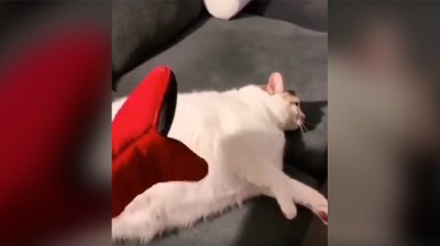 This cat is a great actor