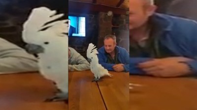 This cockatoo's got some moves!