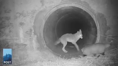 Unheard of! A coyote and a badger become best friends