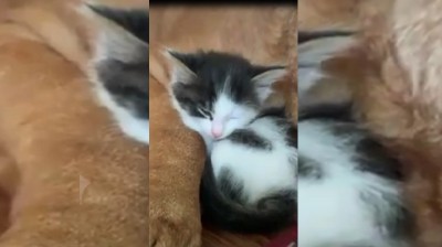 Huge 135-pound dog is in love with this tiny kitten