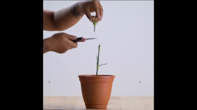 Gardening Hacks and Tips