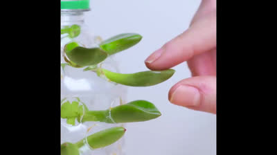 Ingeniosos trucos para el cuidado de tus plantas