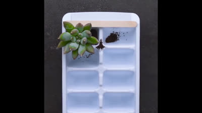 Things you could do with your ice cube trays