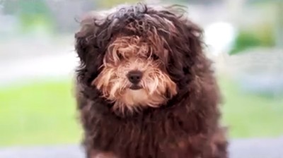 El primer corte de pelo de un adorable perrito