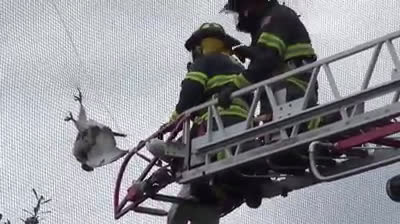 Bomberos rescatan a un halcón en apuros