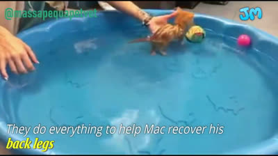 Minúsculo gatito paralítico estrena silla de ruedas