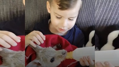 Un niño y su pequeño canguro