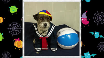Pet costumes