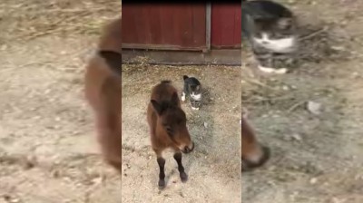 El pony más minúsculo del mundo