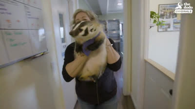 El tejón más sociable que hayas visto