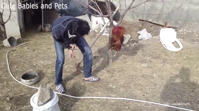 Recopilación de animales graciosos en las noticias