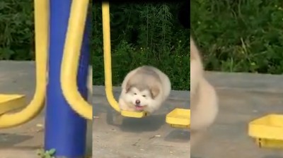 Le plus adorable que vous verrez aujourd'hui