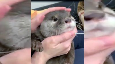 No hay animales más cariñosos que las nutrias