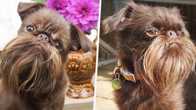 Nuts, el perro hipster