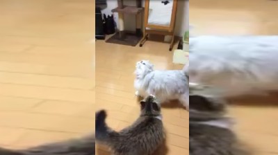 Dos gatos flipan con pompas de jabón