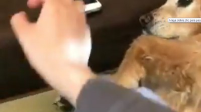 Quand votre chien sait ce dont vous avez besoin