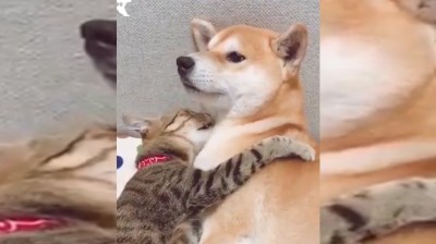 Amistades animales poco frecuentes