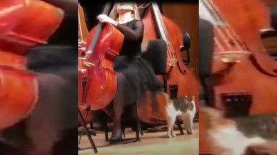 A este gatito le encanta la música clásica
