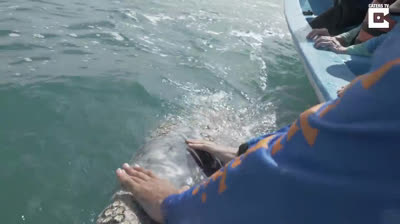 Ballenas grises juegan con un bote turístico