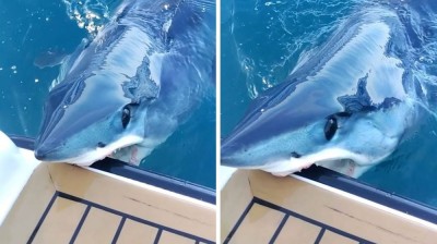 Shark attacks $1 million boat in Australia