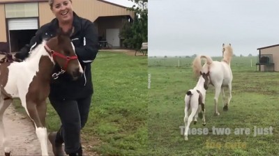 L'incontro più emozionante tra un puledro e sua madre