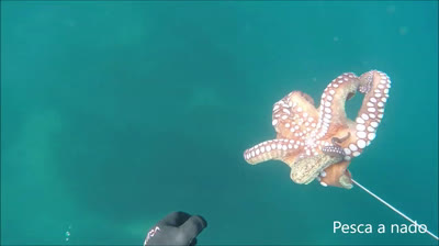 Pesca submarina de pulpos