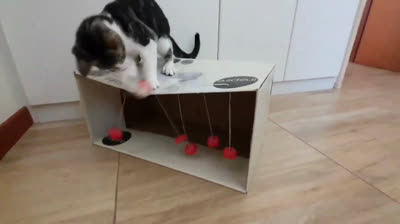 Homemade Toy for your Cat