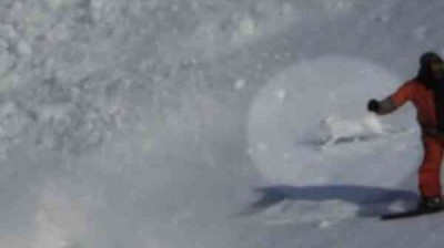Hare escapes from a snow avalanche