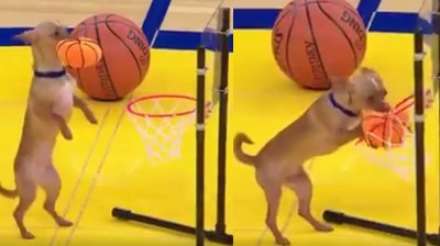 The dog that knows how to dunk