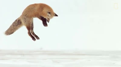 Ecco come una volpe rossa caccia a Yellowstone