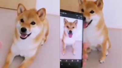 This dog knows how to pose for your pictures