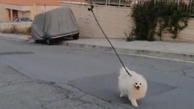 Como pasear a tu perro si tienes miedo a salir de casa