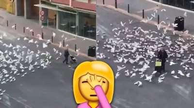 Hungry pigeons stalking a lady