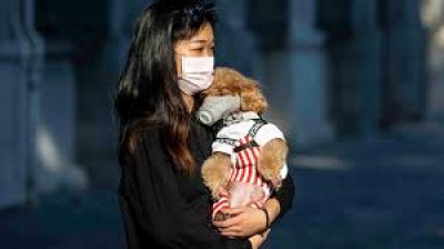 Do animals transmit the Coronavirus? | Explanation video