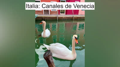 Cómo afecta el Coronavirus al medio ambiente