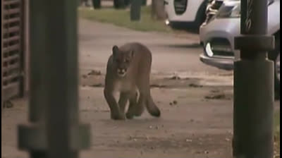 Cougar in Santiago de Chile