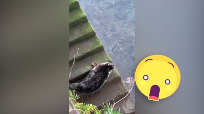 Seal in Donosti - Video