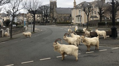 Goats invade a Welsh village during quarantine