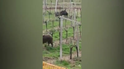 Wild boars take advantage of the quarantine in Asturias