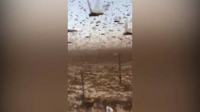 Plaga de langostas en África