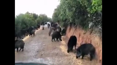 El Coronavirus evidencia la plaga de Jabalíes