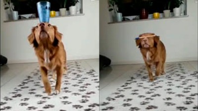 Perro equilibrista vaso de agua